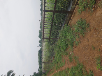 Agricultural Land for Rent in Adgaon, Nashik