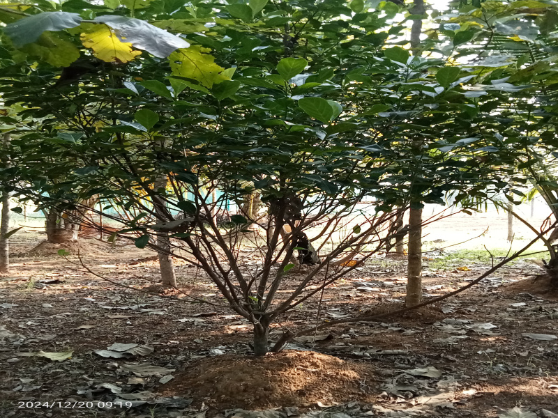 9156 Sq.ft. Agricultural/Farm Land for Sale in Trichy Highways, Tiruchirappalli