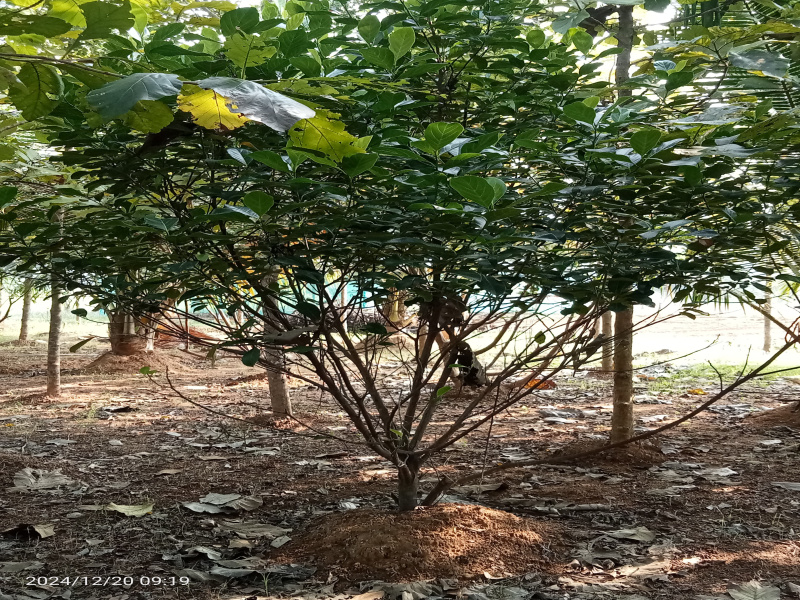  9156 Sq.ft. Agricultural/Farm Land for Sale in Trichy Highways, Tiruchirappalli