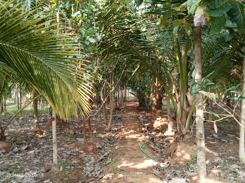  9156 Sq.ft. Agricultural/Farm Land for Sale in Trichy Highways, Tiruchirappalli