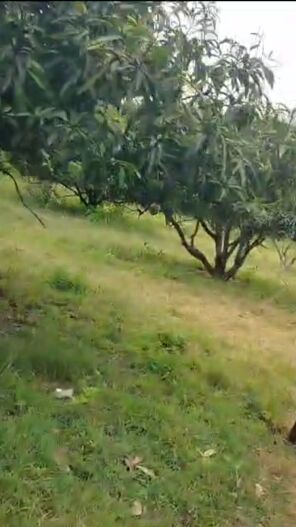  Agricultural Land 6 Acre for Sale in Shoolagiri, Krishnagiri