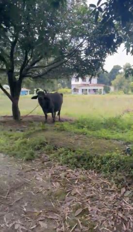  Agricultural Land 51343 Sq.ft. for Sale in Manduwala, Dehradun