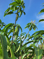  Agricultural Land for Sale in Murtijapur, Akola