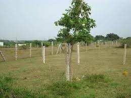  Residential Plot for Sale in Dwarka Expressway, Gurgaon