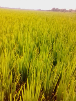  Agricultural Land for Sale in Krishnapuram, Tirunelveli