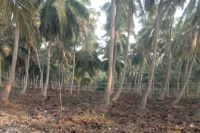  Agricultural Land for Sale in Amalapuram, East Godavari