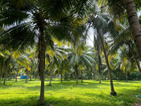  Agricultural Land for Sale in Marakkanam, Villupuram