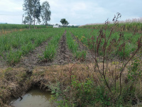  Agricultural Land for Sale in Kollegal, Chamrajnagar