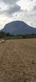  Agricultural Land for Sale in Manchenahalli, ChikBallapur