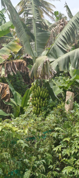  Agricultural Land for Sale in Kollegal, Chamrajnagar