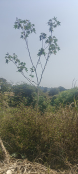  Agricultural Land for Sale in Hunsur, Mysore