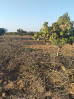  Industrial Land for Rent in Malur, Bangalore