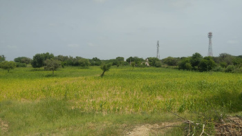 Agricultural Land for Sale in Degana, Nagaur