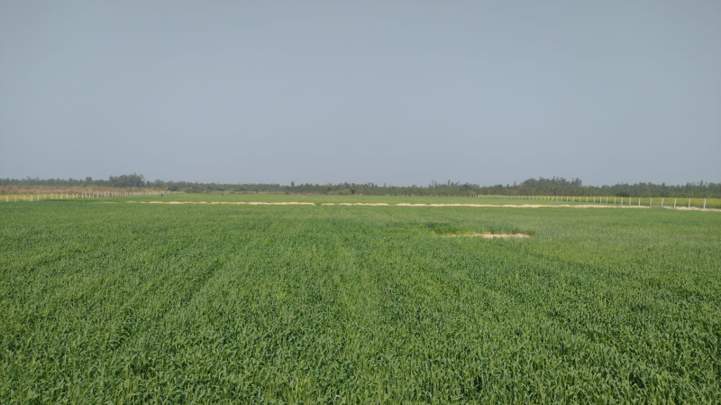  713732 Sq.ft. Agricultural/Farm Land for Sale in Sandila, Hardoi