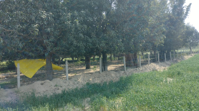  713732 Sq.ft. Agricultural/Farm Land for Sale in Sandila, Hardoi