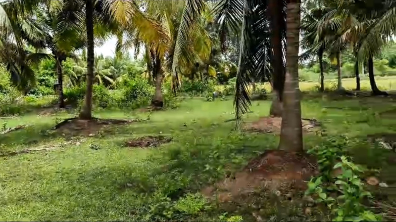  Agricultural Land 1300 Cent for Sale in Uthiramerur, Kanchipuram