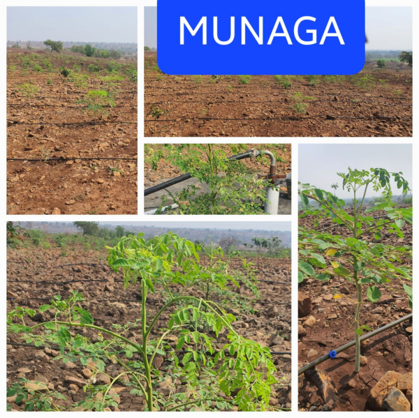  Agricultural Land 605 Sq. Yards for Sale in Patancheru, Hyderabad