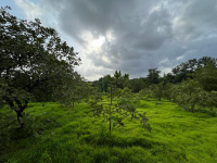  Residential Plot for Sale in Dodamarg, Sindhudurg