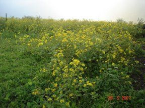  Agricultural Land 4 Acre for Sale in Arvi, Wardha