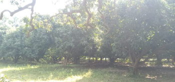  Agricultural Land for Sale in Habibpur, Bhagalpur