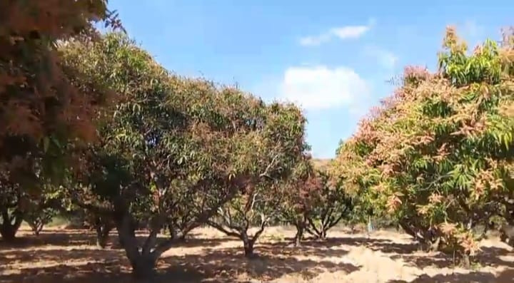  2 Acre Agricultural/Farm Land for Sale in Srinivaspur, Kolar