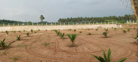 Agricultural Land for Sale in Kinathukadavu, Coimbatore