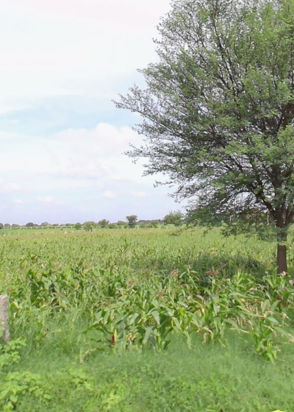  32 Guntha Agricultural/Farm Land for Sale in Shadnagar, Hyderabad