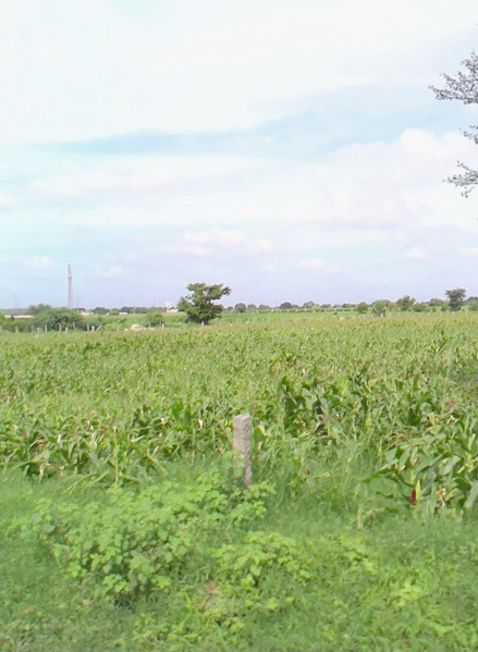  32 Guntha Agricultural/Farm Land for Sale in Shadnagar, Hyderabad