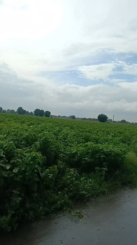  Agricultural Land for Sale in Gogawan, Khargone