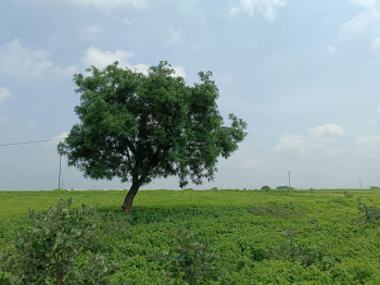  Agricultural Land for Sale in Gogawan, Khargone