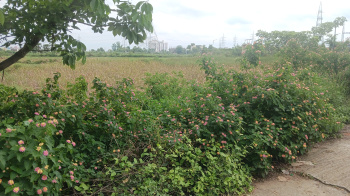  Residential Plot for Sale in Marsua, Nalanda