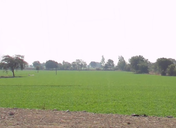  Agricultural Land for Sale in Chintaman Jawasiya, Ujjain