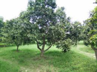  Agricultural Land for Sale in Ramabhadrapuram, Vizianagaram