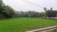  Residential Plot for Sale in Kuttanad, Alappuzha