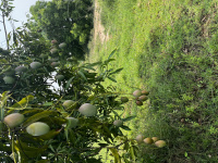  Agricultural Land for Sale in Palani, Dindigul