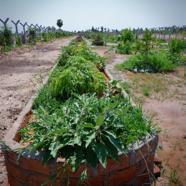  Agricultural Land 605 Sq.ft. for Sale in Chandur, Nalgonda