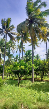  Agricultural Land for Sale in Seydunganallur, Tirunelveli