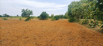  Agricultural Land for Sale in Nanguneri, Tirunelveli