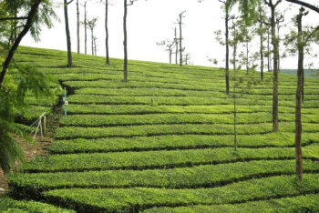  Agricultural Land for Sale in Coonoor, Ooty