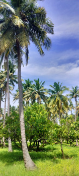  Agricultural Land for Sale in Tenkasi, Tirunelveli