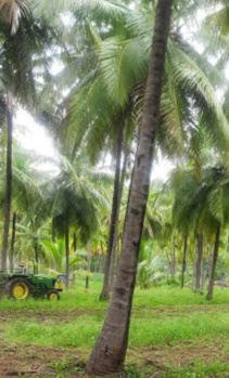  Agricultural Land for Sale in Uppiliapuram, Tiruchirappalli
