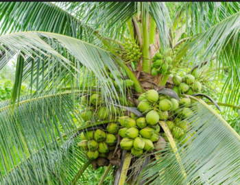  Agricultural Land for Sale in Sivagiri, Tirunelveli