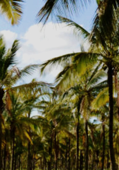  Agricultural Land for Sale in Udayampalayam, Coimbatore