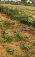  Agricultural Land for Sale in Thanthoni, Karur