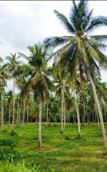  Agricultural Land for Sale in Karungulam, Tirunelveli