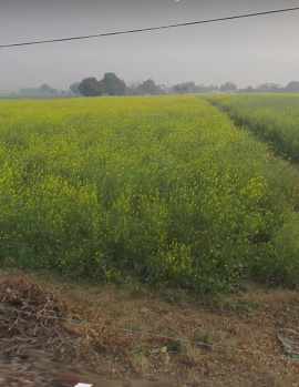 Agricultural Land for Sale in Baroli Ahir, Agra