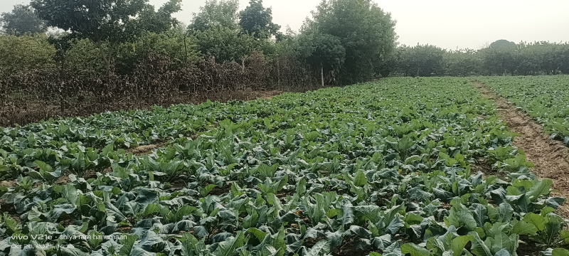 2 Bigha Residential Plot for Sale in Fatehabad Road, Agra