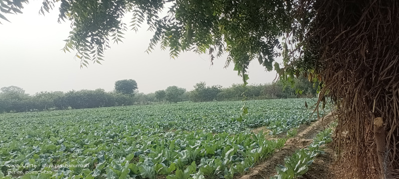 2 Bigha Residential Plot for Sale in Fatehabad Road, Agra