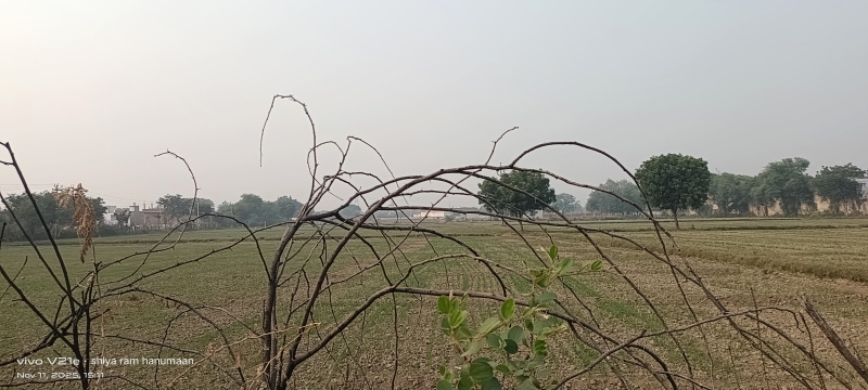  3 Bigha Residential Plot for Sale in Etmadpur, Agra