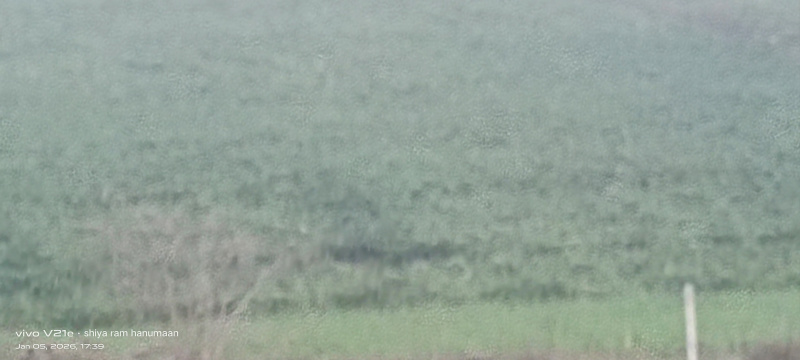  12 Bigha Residential Plot for Sale in Etmadpur, Agra